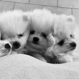 Pomeranians from Naomi's Pomeranians