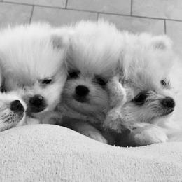 Pomeranians from Naomi's Pomeranians