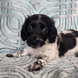 Sugee - Piebald female Dachshund puppy in Goodman, Missouri from Jessica's Dashing Dachsunds and Chihuahuas