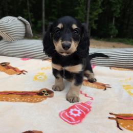 Lilly - Black and cream female Dachshund puppy in West Plains, Missouri from Spring Creek Dachshunds