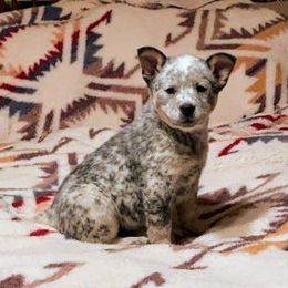 Australian Cattle Dog Puppies from Buffalo Valley AKC Australian Cattle Dogs