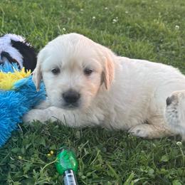 Bucket - Light golden male Golden Retriever puppy in Grant County, Indiana from On The Sunny Side Pavey Farms