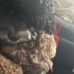 Cockapoos from Misha’s Miracles