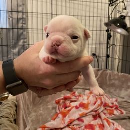 French Bulldog Puppies from Fur Royalty Frenchies