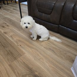 Tulsa - White female Bichon Frise puppy in Pickens, South Carolina from Beloved Bichon