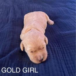 Dior - Cream female Goldendoodle puppy in Red Oak, Iowa from Fisher Pups-Stay Golden with a Doodle