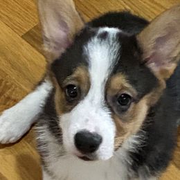 Girl 1 - Black and tan Pembroke Welsh Corgi puppy in Temple, Georgia from The Hope Ranch