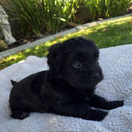 Maltipoo Puppies from Mila's Maltipoos