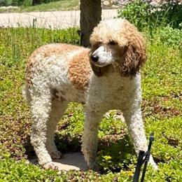 Poppy - Parti female Goldendoodle puppy in Monument, Colorado from Colorado Dreamin Doodles