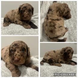 Chocolate Abstract Merle Boy - Merle male Goldendoodle puppy in Lancaster, South Carolina from Silver Hill Farm SC