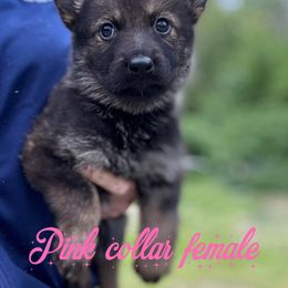 Pink collar - Sable female German Shepherd puppy in Canterbury, Connecticut from Nachtwaechter German Shepherds, LLC