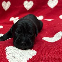 Vixen - Black female Cane Corso puppy in Utah from 3Lake Kennelz