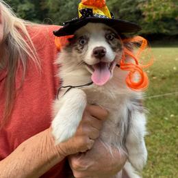 D'arcy - Red merle female Miniature Australian Shepherd puppy in Patterson, North Carolina from DreamLine Aussies