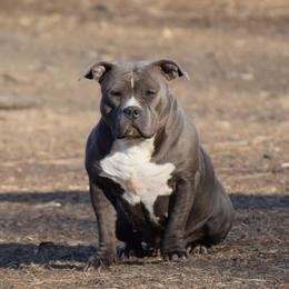 American Bully All Grown Up from Weight In Gold Kennels