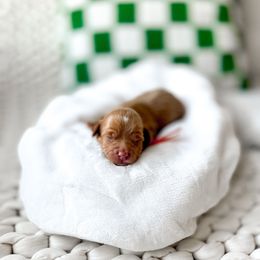 Human Torch - Red  male Goldendoodle puppy in Springville, Utah from Happy Doodle