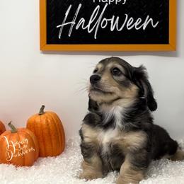 Dachshund Puppies from Legacy Lane Dachshunds