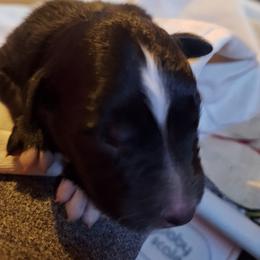SHADOW-btm - Black tri-color male Australian Shepherd puppy in Salem, Arkansas from Patchwork Kennels