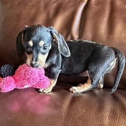 Black and Cream Girl - Black and cream female Dachshund puppy in Gravois Mills, Missouri from Benji’s Babies