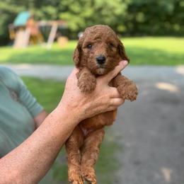 Macbeth - Apricot female Poodle puppy in St. Johnsbury, Vermont from Poodles of the Northern Woods