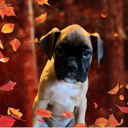Boxer Puppies from Precious Paws Boxer puppies in WA