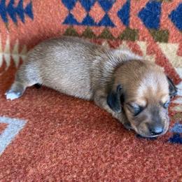 Twix - Chocolate male Dachshund puppy in Okeechobee, Florida from HotShot Kennels