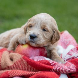 Goldendoodle Puppies from Ellie's Goldendoodles