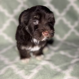 Havanese Puppies from LaBeouf Havanese’s