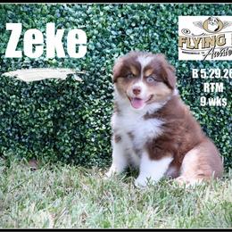 Zeke - Red tri male Miniature Australian Shepherd puppy in Madisonville, Texas from Flying LL Aussies