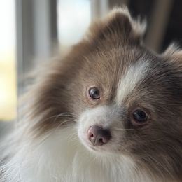 Assorted Doodle Crosses, Pomeranians, and Poodles from Bee Mine Poodles, Doodles and Pomeranians