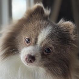 Assorted Doodle Crosses, Pomeranians, and Poodles from Bee Mine Poodles, Doodles and Pomeranians
