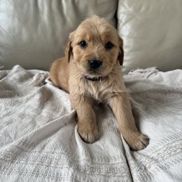 Jane - Golden female Golden Retriever puppy in Mount Pleasant, Utah from Juniper Mountain Goldens
