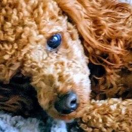 Havapoos and Poodles from Reining Glory Acres