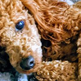 Havapoos and Poodles from Reining Glory Acres