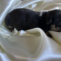 Bulldog Puppies from Alicia Miller
