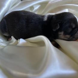 Bulldog Puppies from Alicia Miller