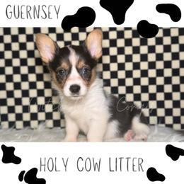 Guernsey - Blue merle and white female American Corgi puppy in Greenwood, Indiana from Witch Creek Corgis