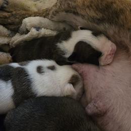 TBD - Red brindle and white female Bulldog puppy in Lexington, Kentucky from E. Clive Bulldogs