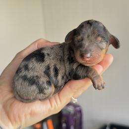 Clio - Dapple male Dachshund puppy in Augusta, Georgia from Cherokee Hill Dachshunds