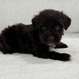 Sugar Pie Male 3 AKC Mega Coat - Liver male Miniature Schnauzer puppy in Pageland, South Carolina from New Haven Farms