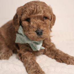 Teddy Boy 3250 free delivery - Apricot male Goldendoodle puppy in Mayfield, Utah from Ruff Country Doodles