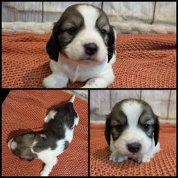 Shaded Cream Piebald - Piebald male Dachshund puppy in Panama City Fl, Florida from Southern Bliss Doxies