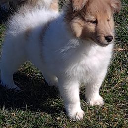 Shetland Sheepdog Puppies from Krayola Shelties
