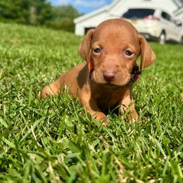 Male 2 - Golden rust male Vizsla puppy in Windsor, Maine from Pleasant Ridge