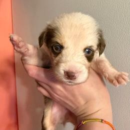 Spud - Red merle male Australian Shepherd puppy in Altmar, New York from E&C Australian Shepherds