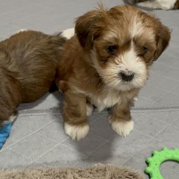 Havanese Puppies from Hoodview Havanese