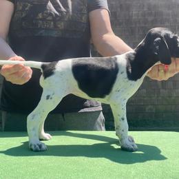 Forest Green - Black and white female Pointer puppy in Olympia, Washington from Birdsboro Pointers