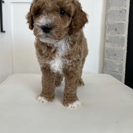 Goldendoodle Puppies from Frosted Goldendoodles