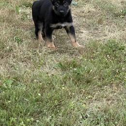 Raza - Black and tan female German Shepherd puppy in Linesville, Pennsylvania from Shenango Valley Shepherds