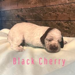 Black Cherry - Blue roan female Cockapoo puppy in Ellenburg Center, New York from Kristin's Puppies