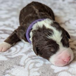 Purple - Tri-color female Bernedoodle puppy in Connecticut from Valley View Doodles